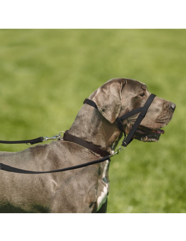 Licol Halti, noir pour chien