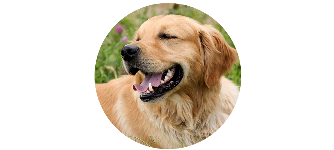 Chiens