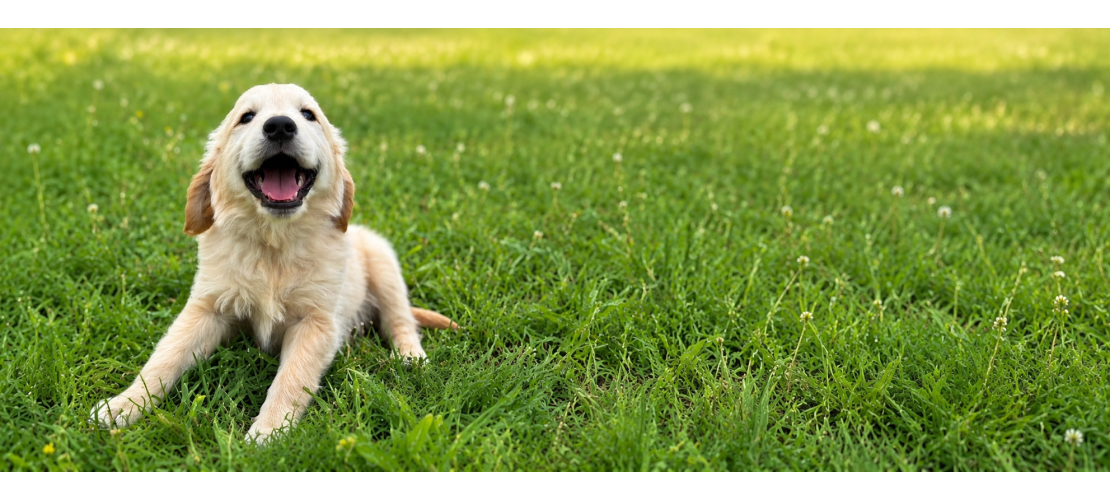 Chiots